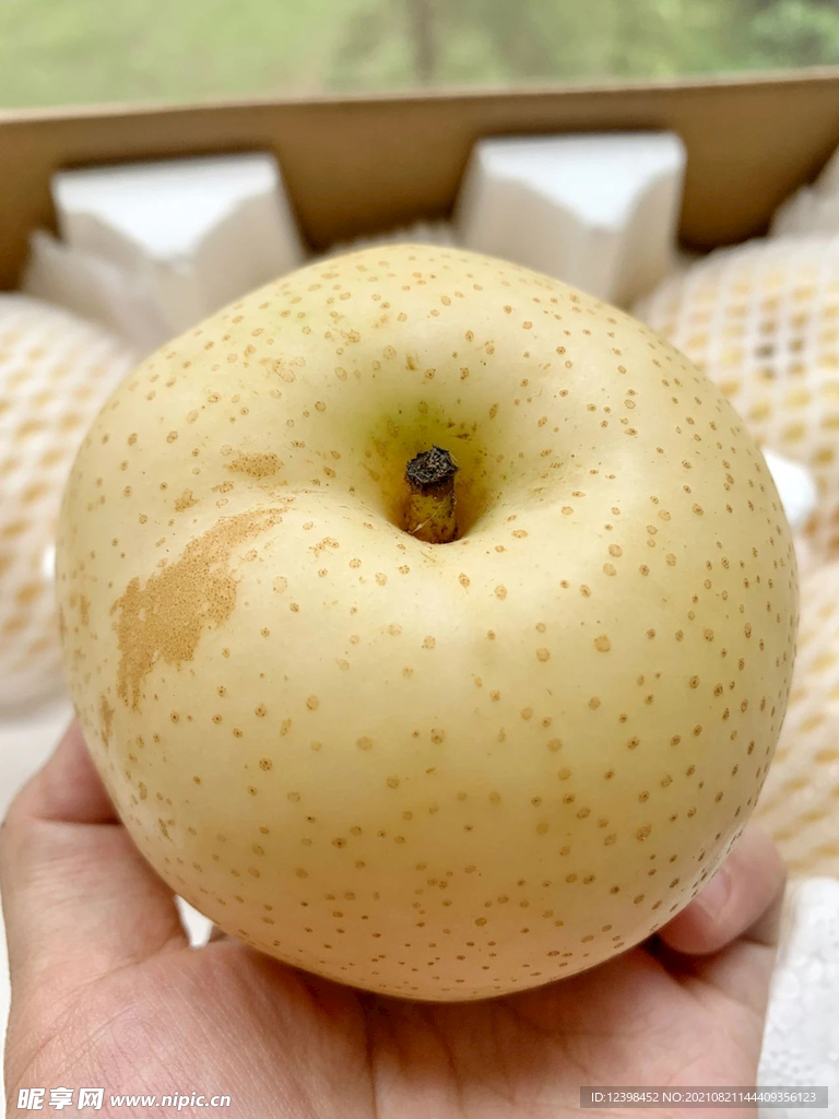 梨子