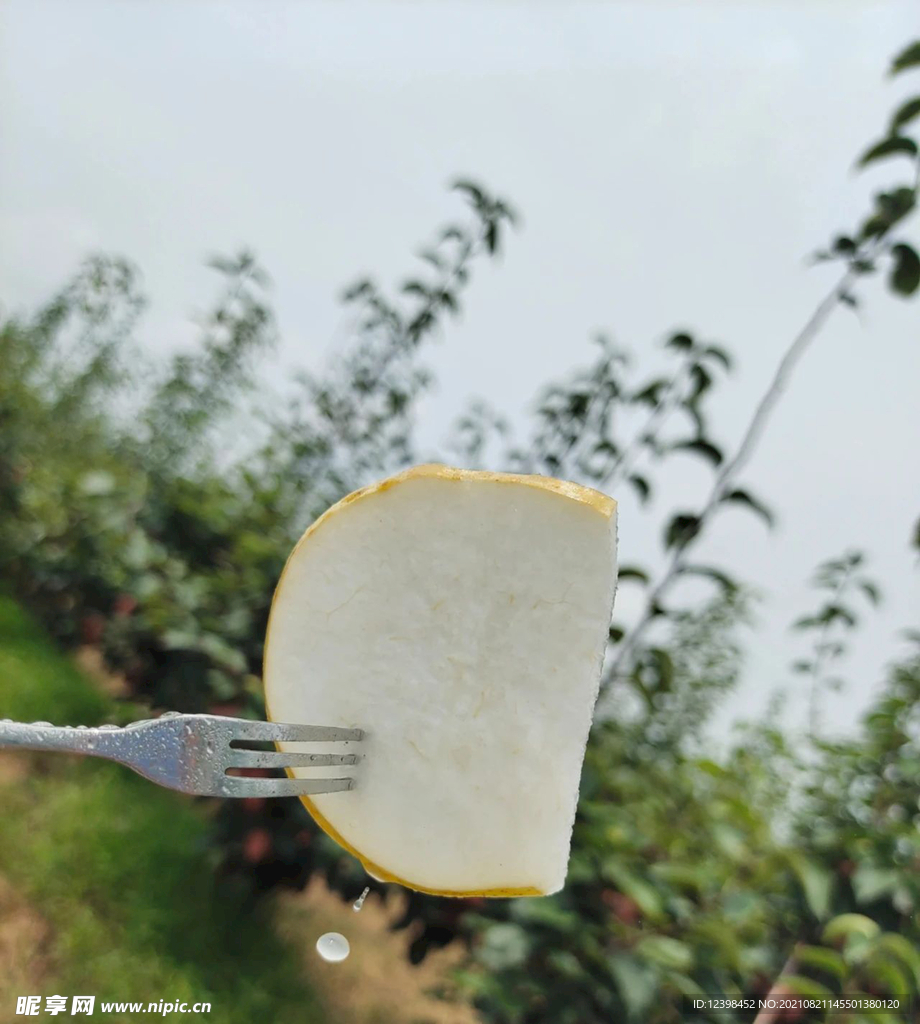 酥梨