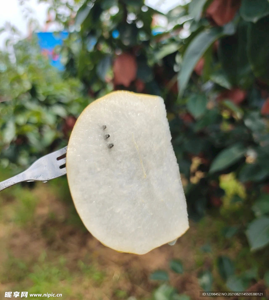 酥梨