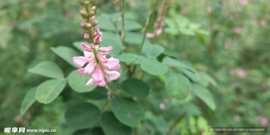 木蓝的花语是高尚的灵魂