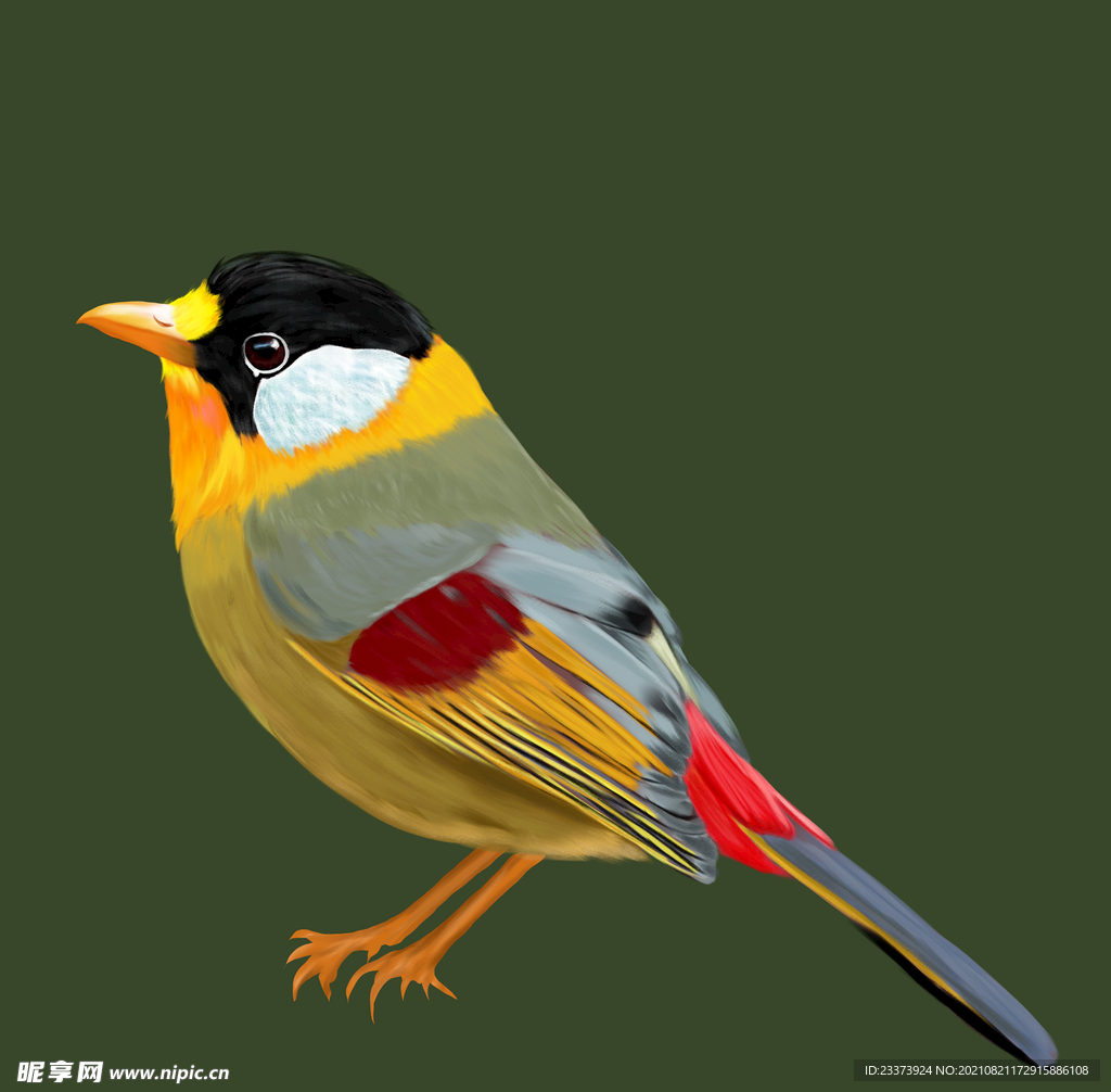 手绘鸟