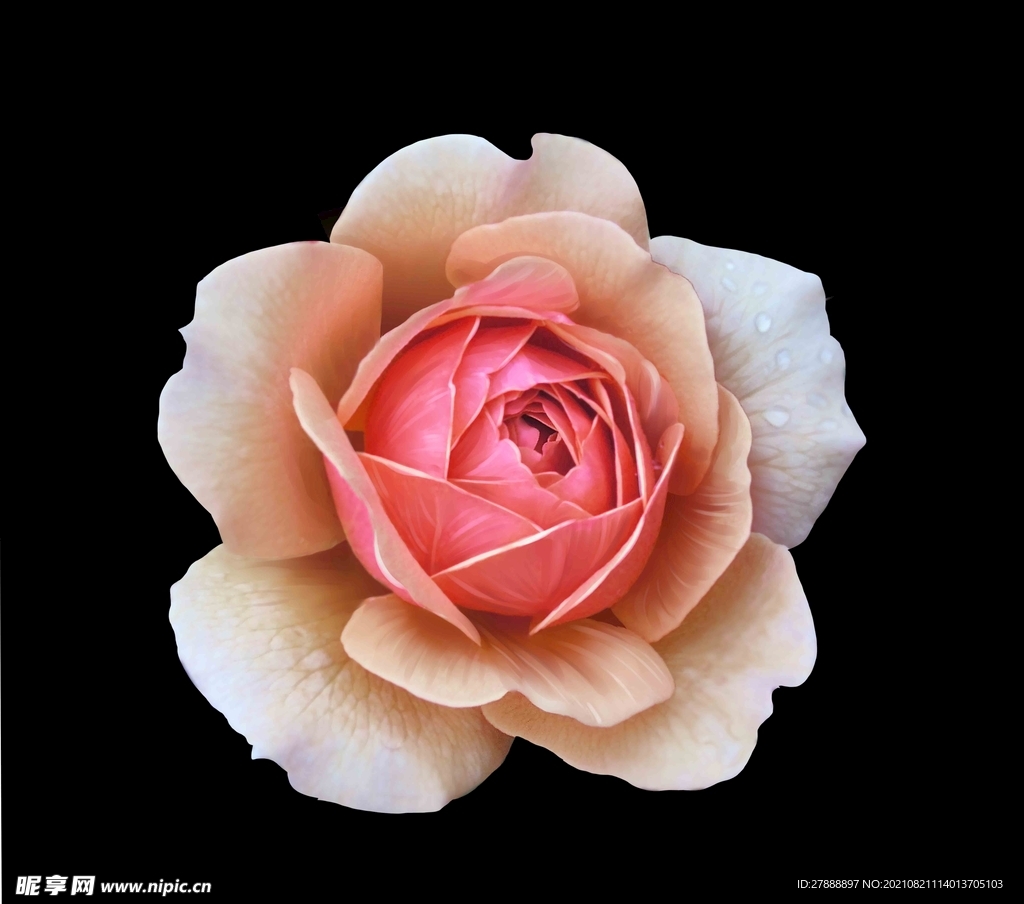 手绘花