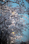梨花