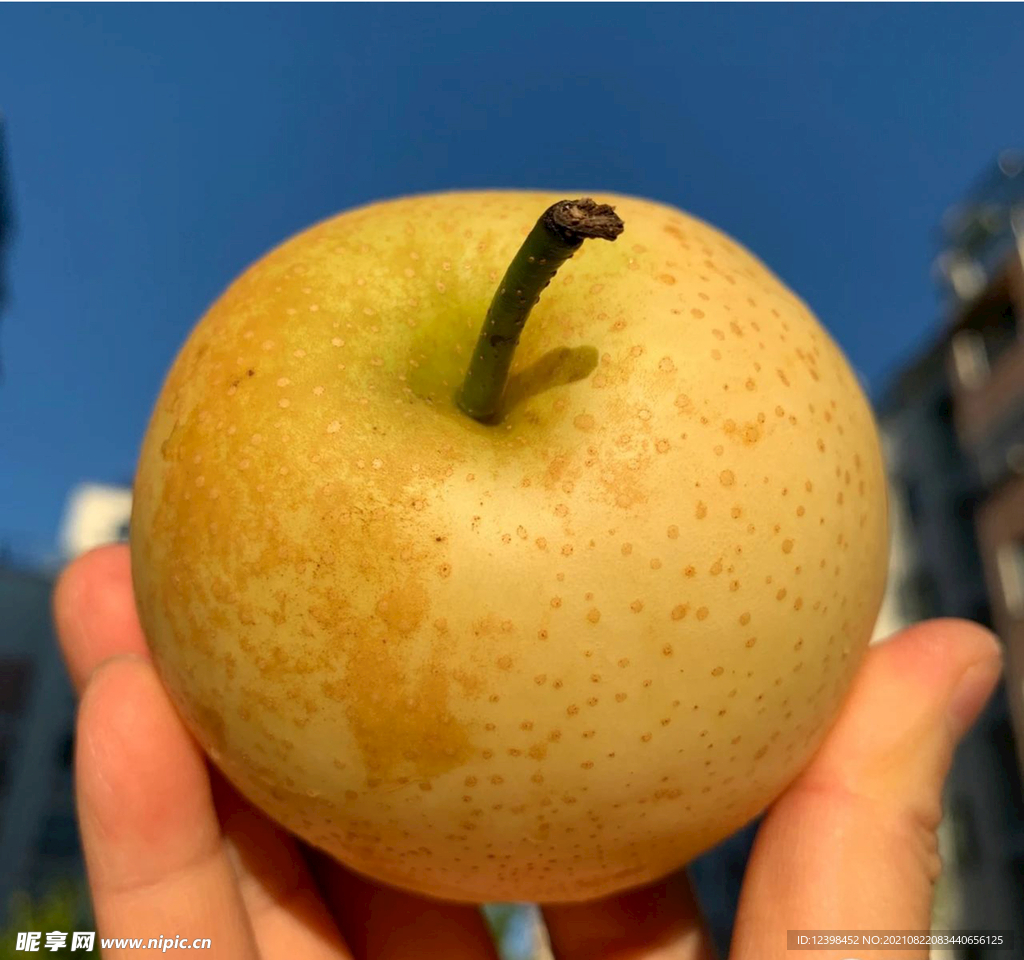 梨子