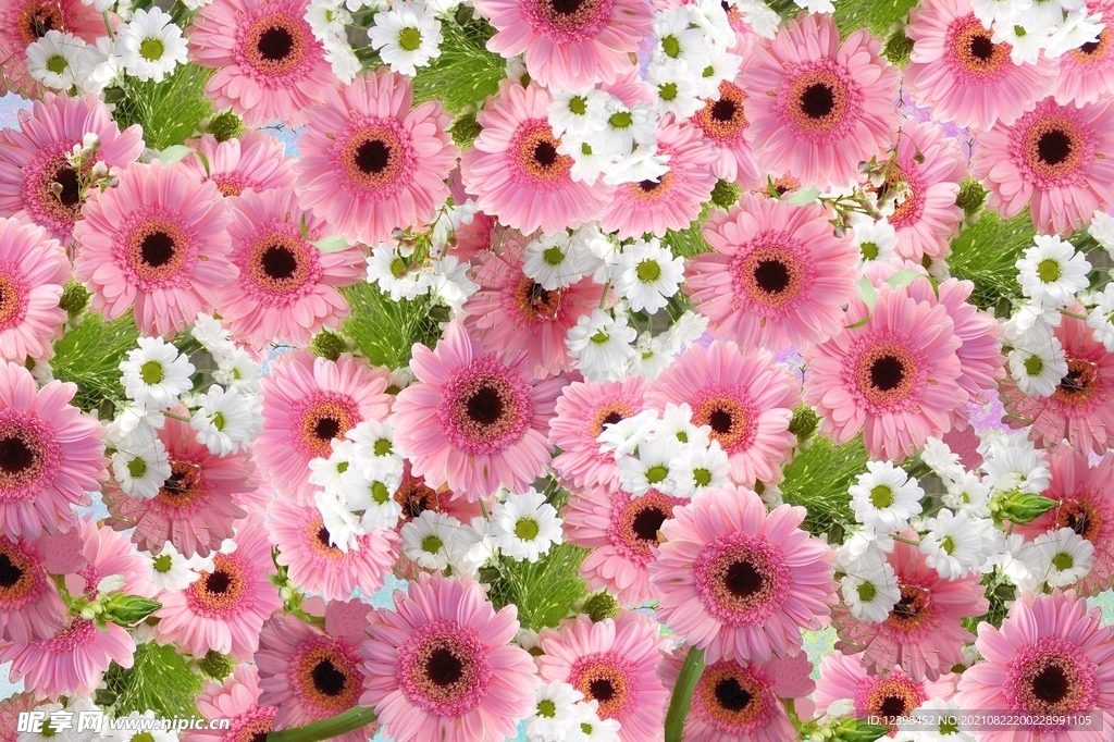 非洲菊花朵