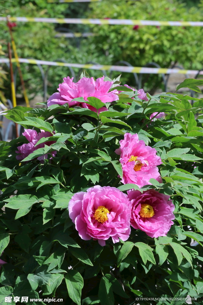 牡丹花 