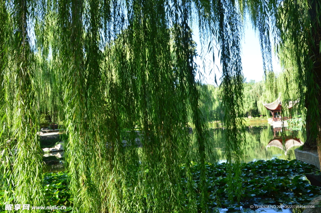 垂柳风景