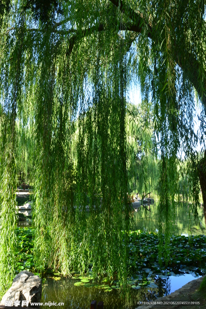 垂柳风景