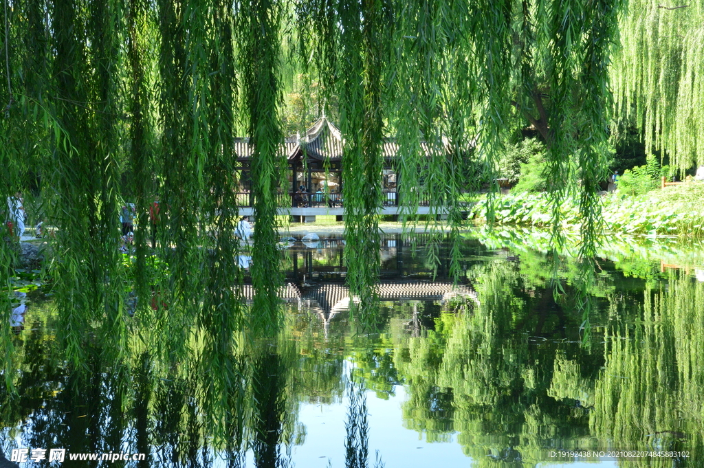 垂柳风景 