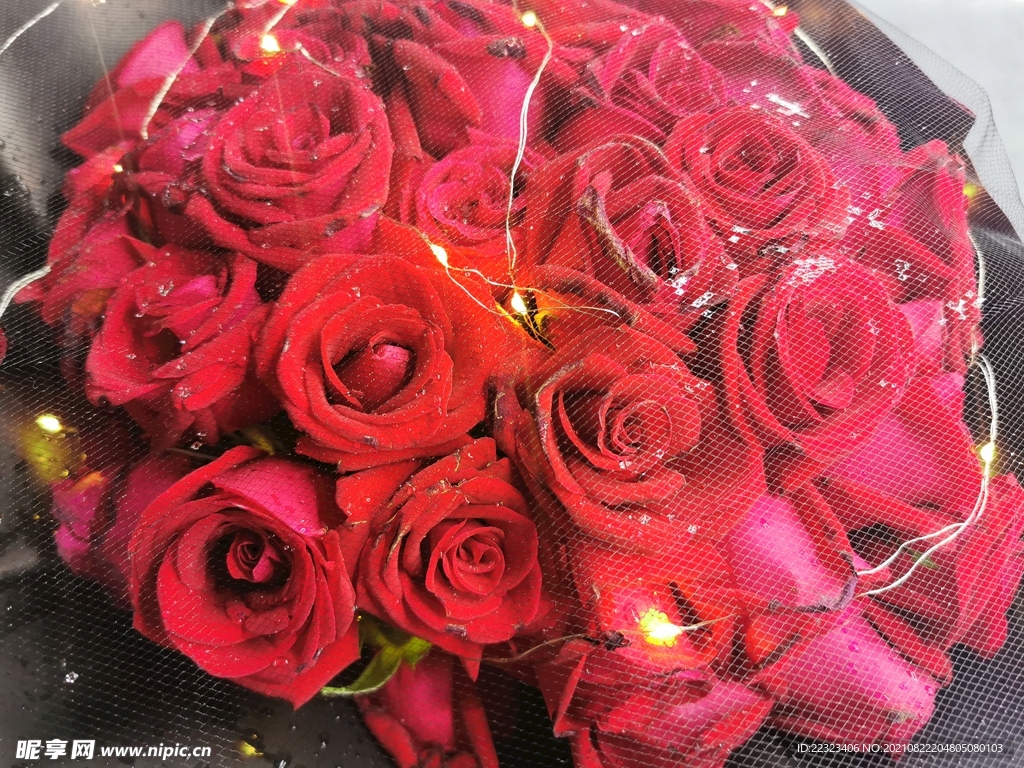 玫瑰花 