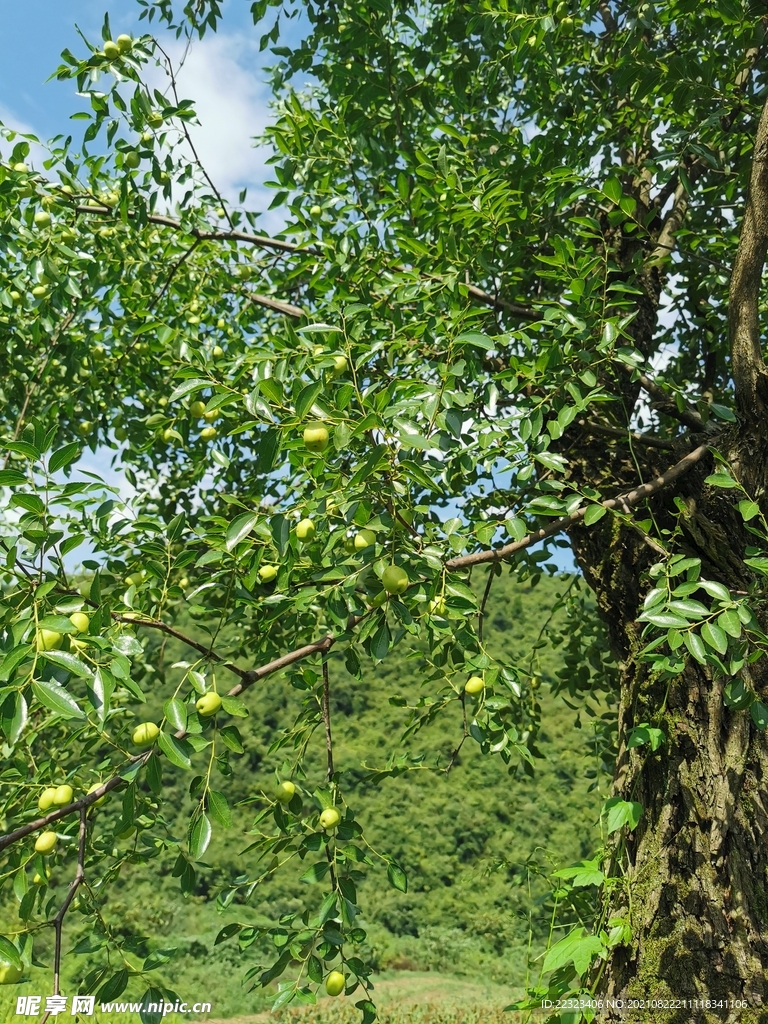 青枣树 