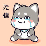 柴犬小黑           