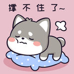柴犬小黑           