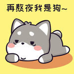 柴犬小黑           