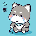柴犬小黑           