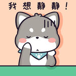 柴犬小黑           