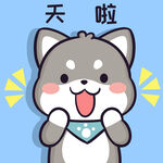 柴犬小黑           
