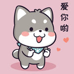 柴犬小黑           