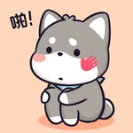 柴犬小黑           