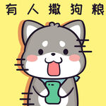 柴犬小黑           