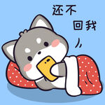 柴犬小黑           