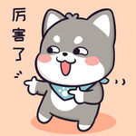 柴犬小黑           