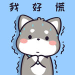 柴犬小黑           