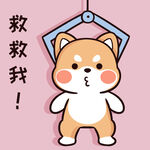 柴犬布丁           