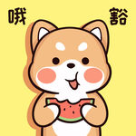 柴犬布丁           