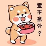柴犬布丁           