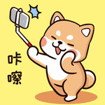 柴犬布丁           