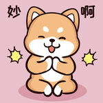 柴犬布丁           