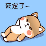 柴犬布丁           