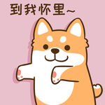 柴犬小小胖          