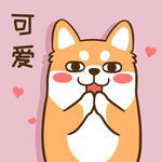 柴犬小小胖          