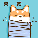 柴犬小小胖          