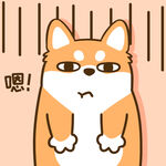 柴犬小小胖          