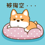 柴犬小小胖          