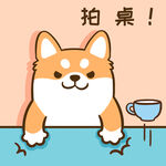 柴犬小小胖          