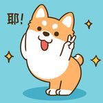 柴犬小小胖          