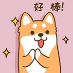 柴犬小小胖          