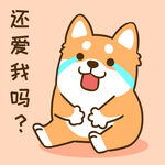 柴犬小小胖          