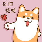 柴犬小小胖          