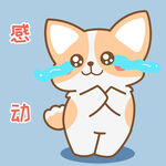 柯基小飞           
