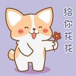 柯基小飞           