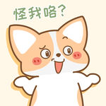 柯基小飞           