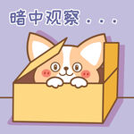 柯基小飞           