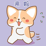 柯基小飞           
