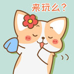 柯基小飞           