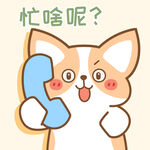 柯基小飞           
